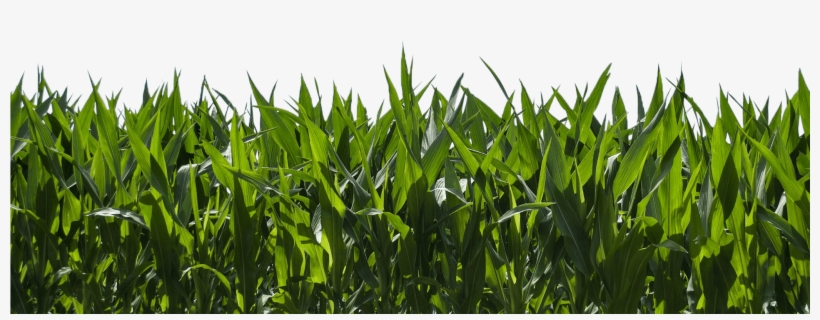 Corn-field - Corn Farm & Blue Sky, transparent png #1575249