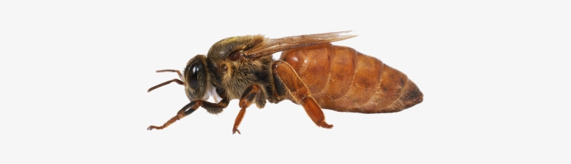 2019 Golden Lucina Italian Queen - Italian Hybrid Honey Bee, transparent png #1575285