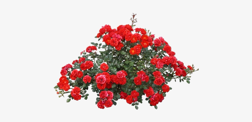 Tubes Trees / Shrubs / Foliage - Red Rose Bush Png - Free Transparent