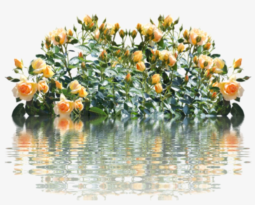 Roses,rose - Roses Bush Png, transparent png #1578042