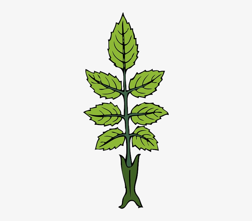 Green, Leaf, Rose, Branch, Tea, Wild, Leaves, Bush - Rose Leaves Clip Art, transparent png #1578188