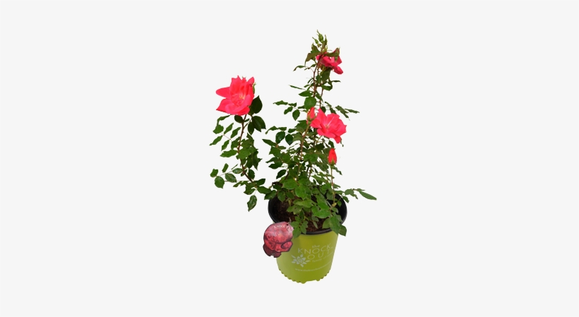 #2 Red Knock Out Rose Bush - Red Knock Out Rose Bush - Free Transparent ...