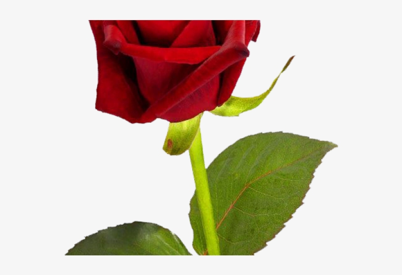 Rose Bush Clipart Simple Rose - Good Morning Single Rose, transparent png #1579075