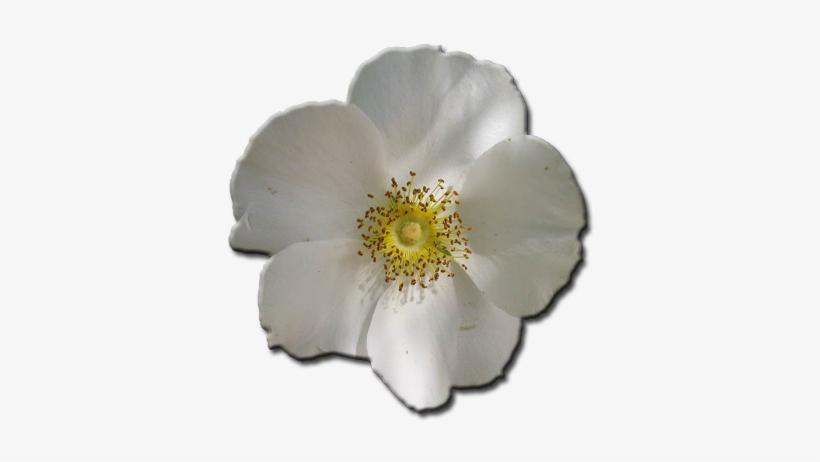 Daryl's Cherokee Rose - Rosa Laevigata, transparent png #1579266