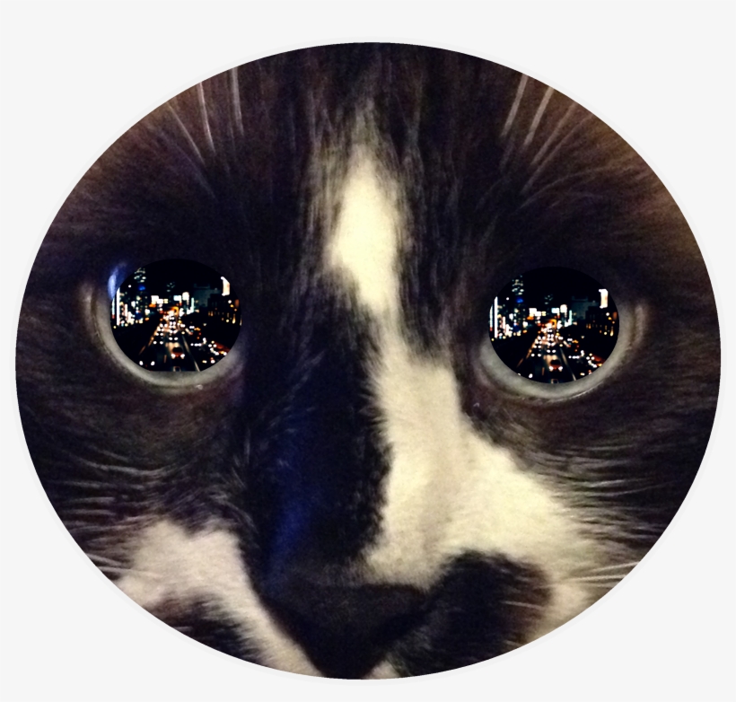 Cats Eyes A Reflective Perspective - Reflection In Cat's Eye, transparent png #1579595