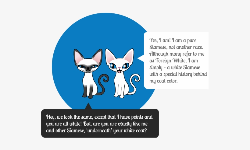 About Foreign White - Red Eye Albino Cat, transparent png #1579938