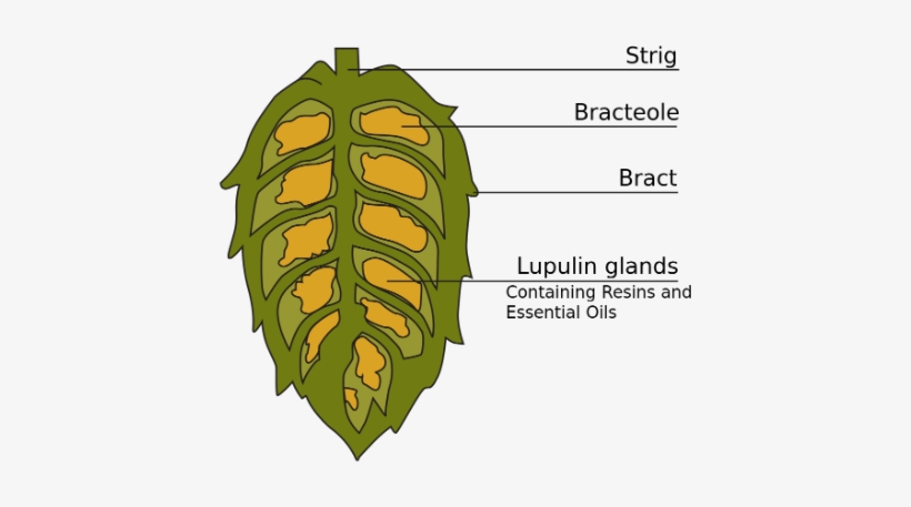 Cross Section Of A Hop Cone - Hops Used, transparent png #1580203