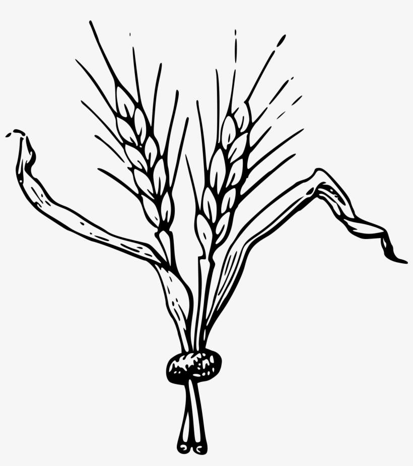 Barley Big Image Png - Hops And Barley Png, transparent png #1580787