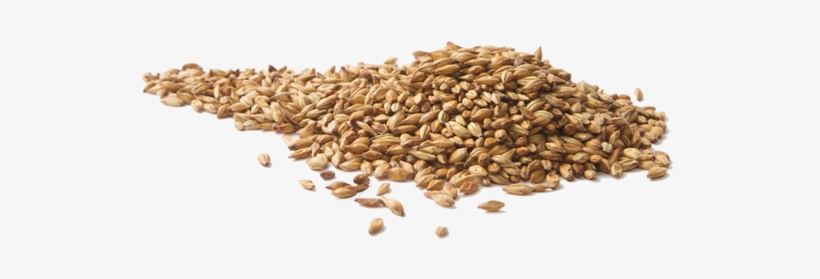 The Combination Of Noble Hops, Speciality Malts And - Malt Png, transparent png #1581332