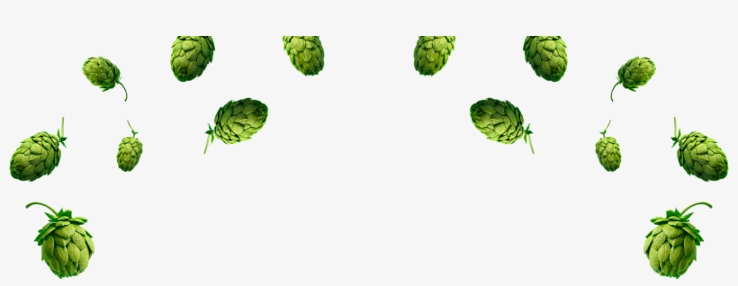Lúpulo Background - Skol Hops Lupulos, transparent png #1581350