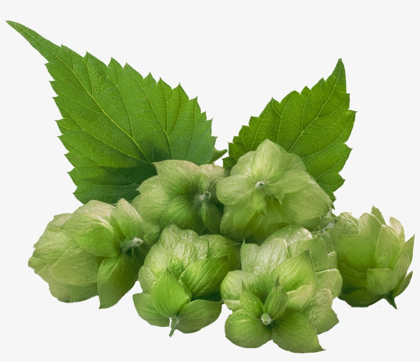 Hops 4550 Dark - Common Hop, transparent png #1581523