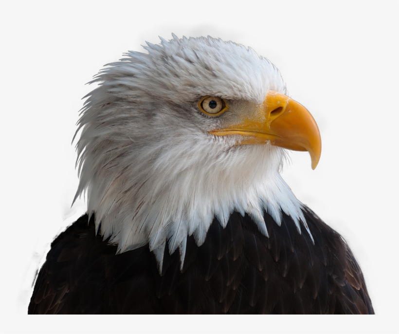 Bald Eagles, Adler, Bald Eagle, Bird, Raptor, Bill - Png Transparent Eagle Png, transparent png #1581813