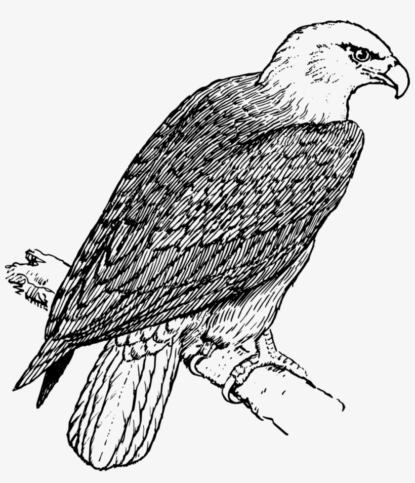 Eagle Head Clip Art Download - Coloring Pictures Of Eagle, transparent png #1582247