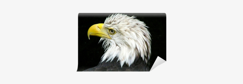 Bald Eagle, transparent png #1582453