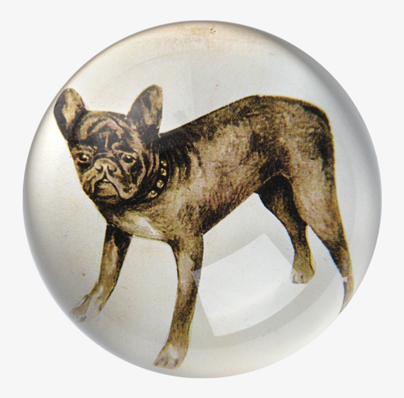 French Bulldog, transparent png #1583340