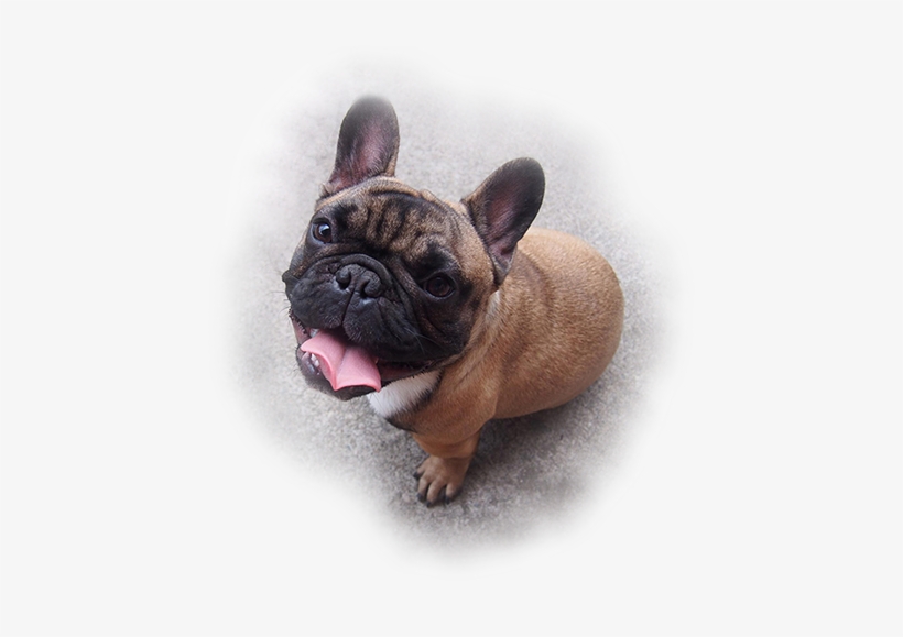 Brown French Bulldog Looking Up - French Bulldog, transparent png #1583565