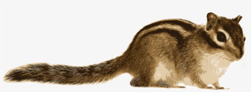Tree Squirrel Siberian Chipmunk Computer Icons - Real Chipmunk Clipart, transparent png #1583905