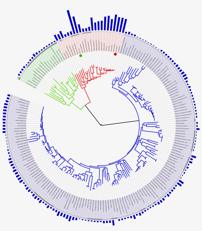 Tree Of Life With Genome Size - Cladistic Tree Of Life, transparent png #1583998