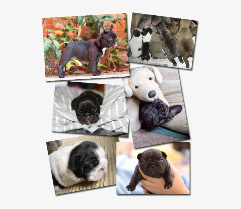 Vixbull French Bulldog Puppies - French Bulldog, transparent png #1584016