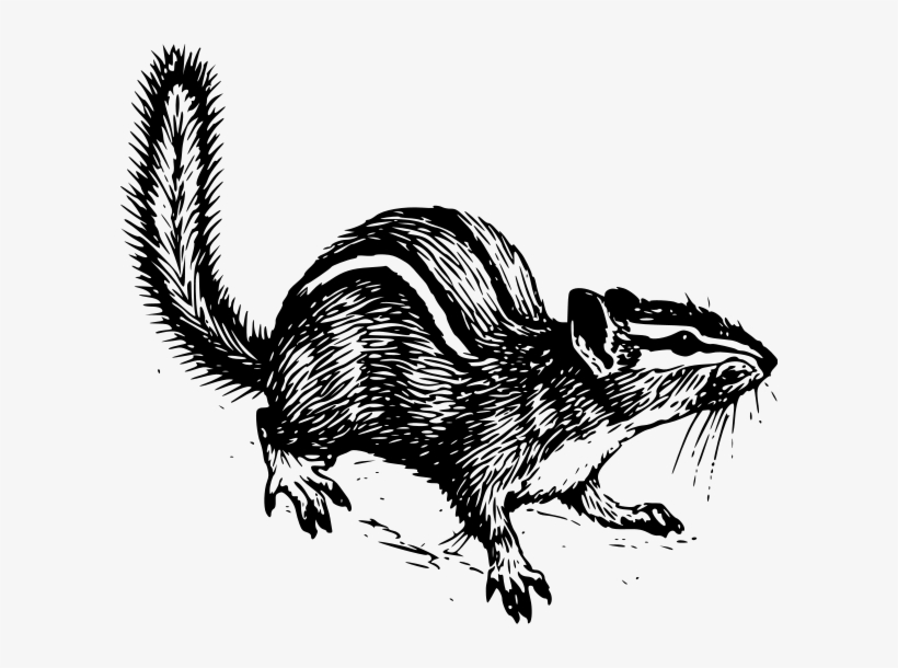 Chipmunk Clipart Png, transparent png #1584018