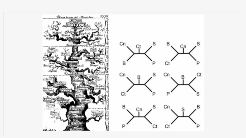 One Of The First Evolutionary Scenarios For The Animal - Darwin And The Emergence Of Evolutionary Theories, transparent png #1584347