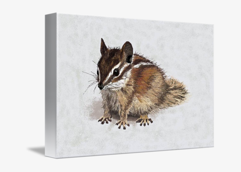 Charlie Chipmunk By Carole Boyd Clip Art Free - Drawing, transparent png #1584523