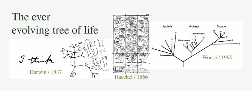 , Haeckel (1866), And Woese (1990)) - Darwin Tree Of Life, transparent png #1584680