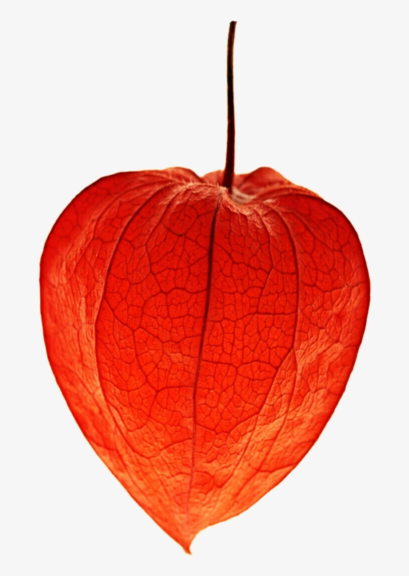 Freeuse Stock Chinese Lantern Clipart - Chinese Lantern Flower Png, transparent png #1584940