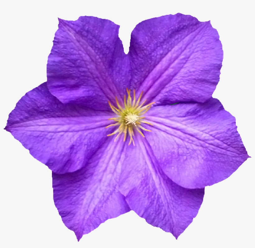 Flower Petal - Flower, transparent png #1586893