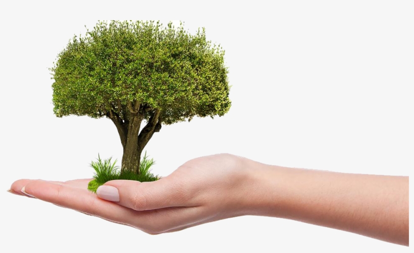 Save Tree Png Hd - Plant A Tree Png, transparent png #1587586