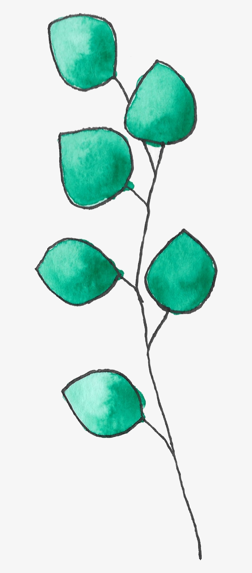 Watercolor Painting Eucalyptus Green Nature - Sketch, transparent png #1588548