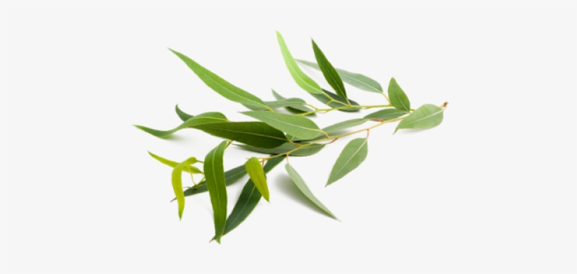 Eucalyptus Essential Oil Graphic Library - Eucalyptus Png, transparent png #1588552