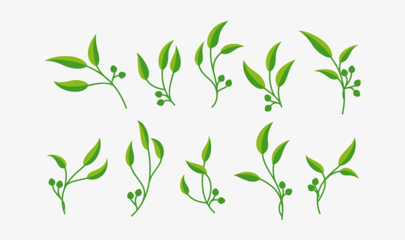 Eucalyptus Vector - Gum Trees, transparent png #1588604