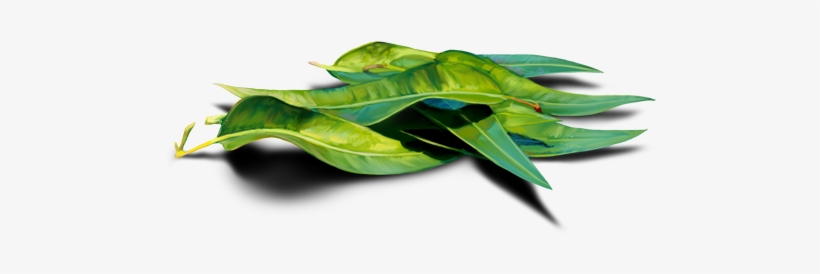 Eucalyptus - Learning, transparent png #1588685