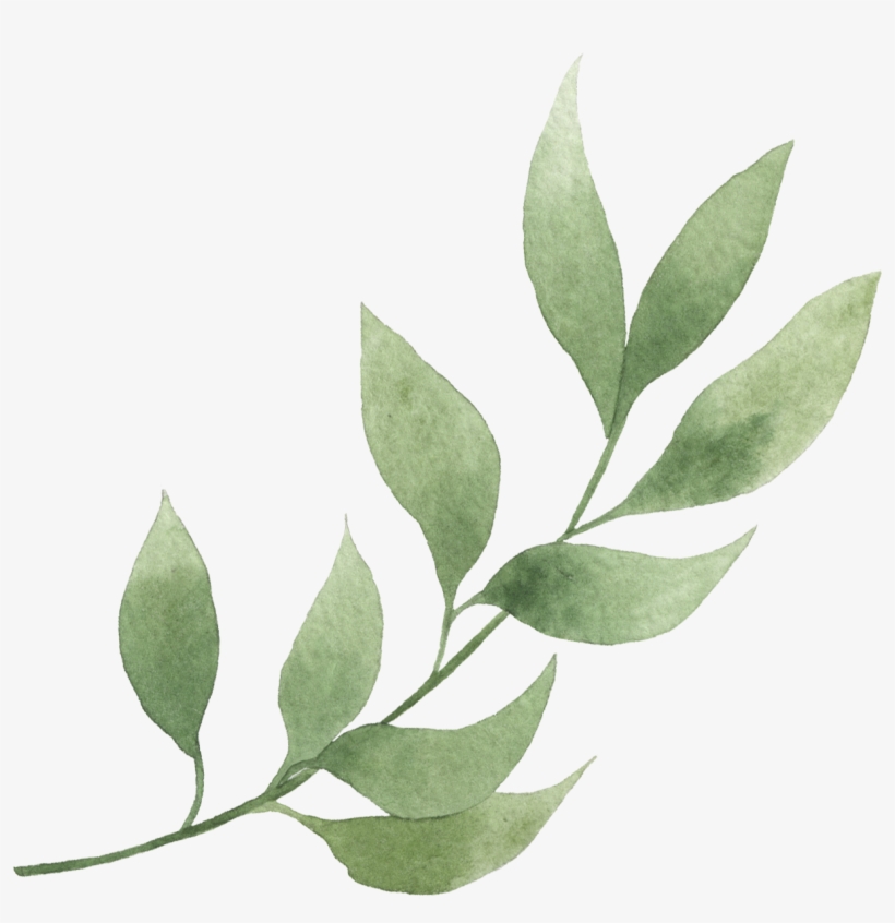 Element28 - Bay Laurel, transparent png #1588688