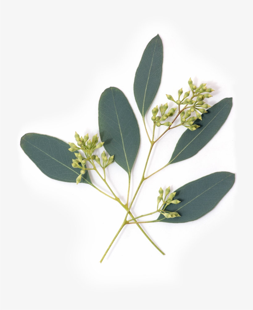 Eucalyptus Plant Png, transparent png #1588737