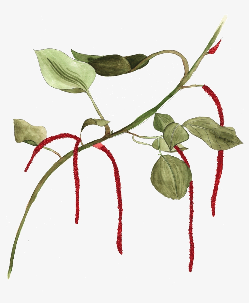 Available In Shop - Illustration, transparent png #1588739