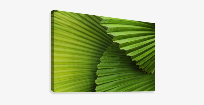 Palm Leaves And Fronds At The Singapore Zoo - Gallery-wrapped Canvas Art Print 10 X 7 Entitled Palm, transparent png #1588934