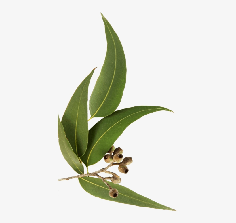 Huile Essentielle D'eucalyptus Globulus - Nature Shield Immune-boosting Essential Oil Blend., transparent png #1589067