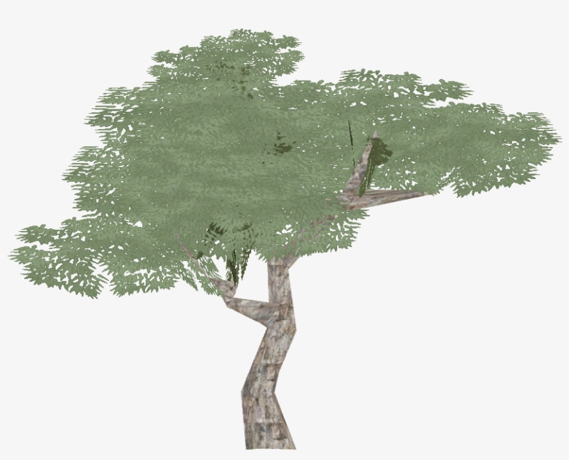 Eucalyptus 2 - Wiki, transparent png #1589092