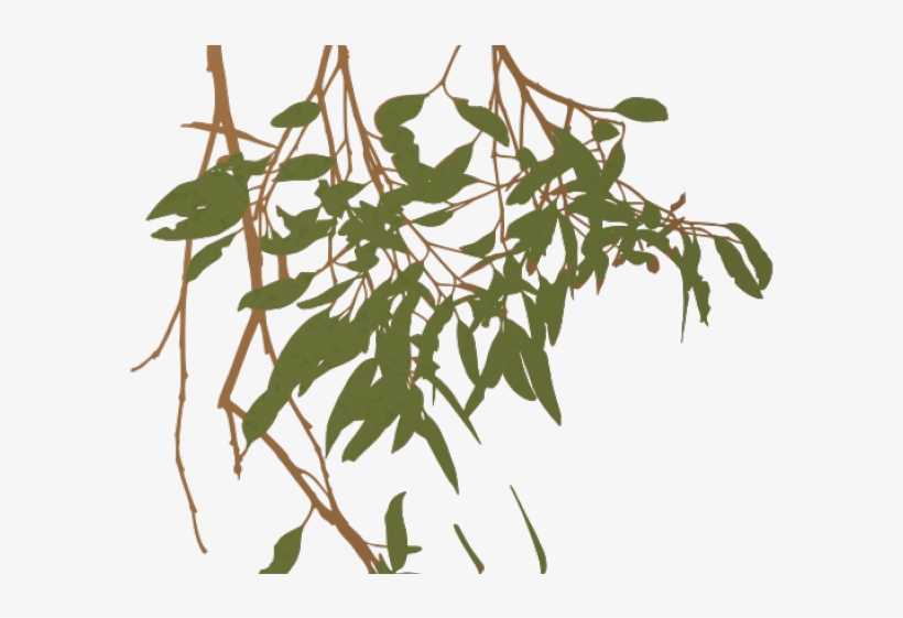 Eucalyptus Clipart Gum Tree - Gum Tree Branch Clip Art, transparent png #1589382
