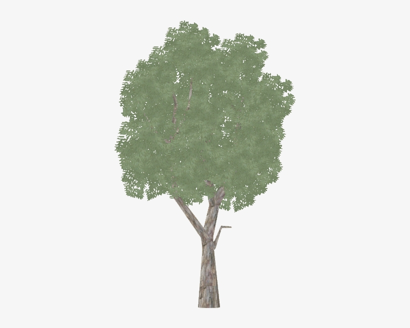 Eucalyptus - Mexican Pinyon, transparent png #1589640