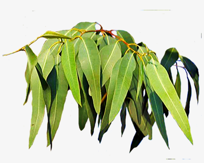 Free Download Eucalyptus Leaves Clipart Leaf Eucalyptus - Gum Tree Leaves South Africa, transparent png #1589883