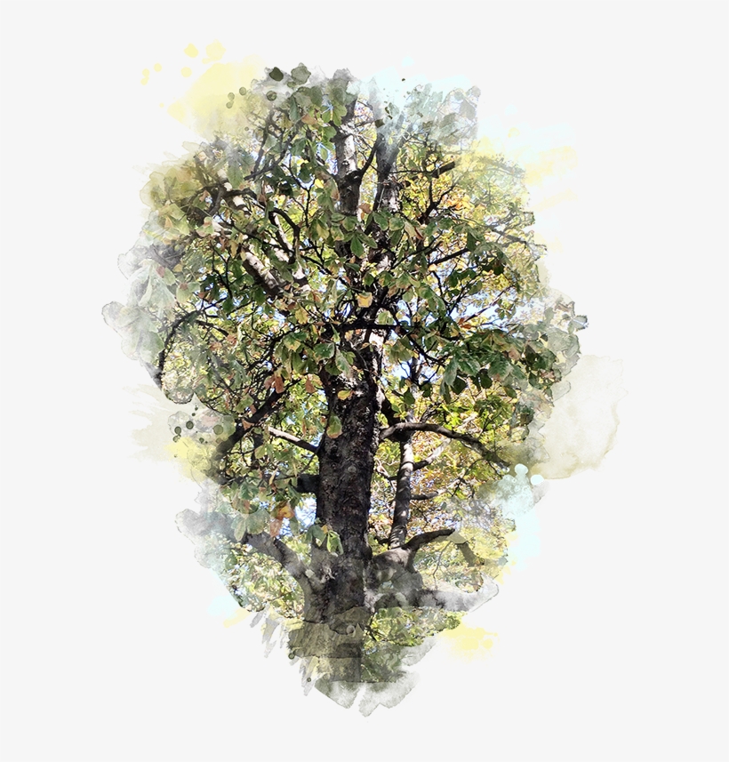 Forte Designs Paris Tree - Larch, transparent png #1590044
