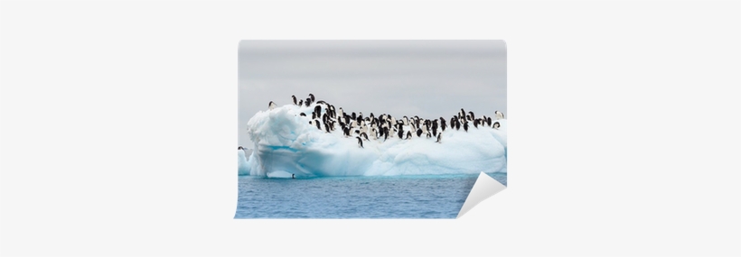 Adult Adele Penguins Grouped On Iceberg Wall Mural - Penguin On An Iceberg, transparent png #1595076