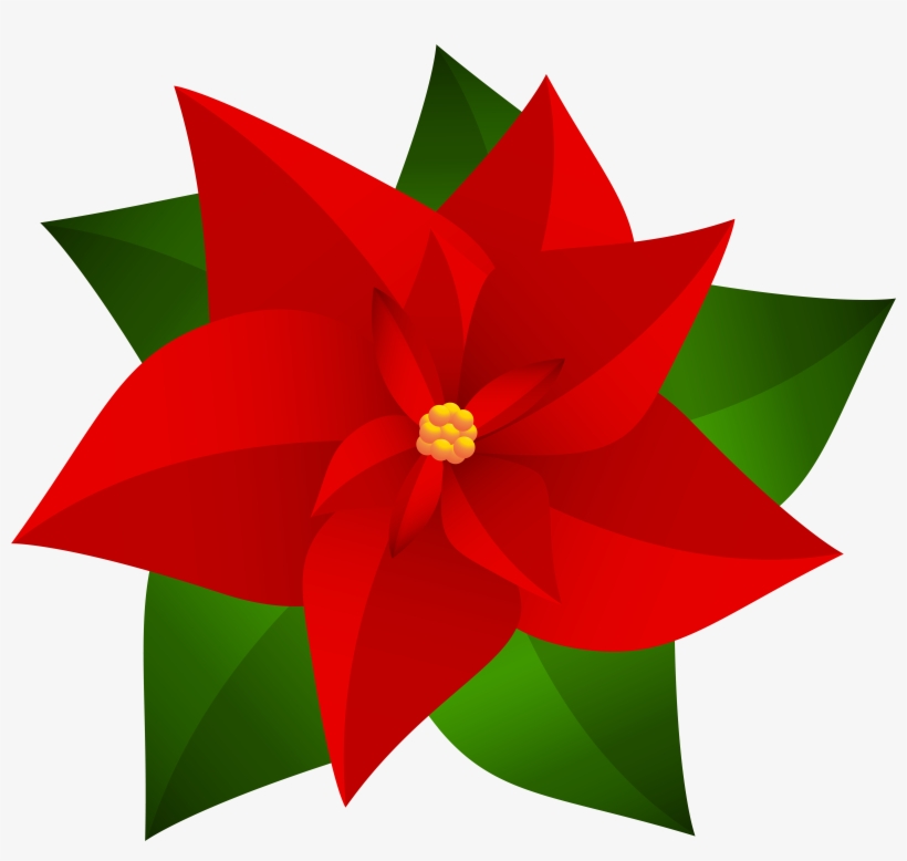 7 Poinsettia Transparent For Free Download On Mbtskoudsalg, transparent png #1595077