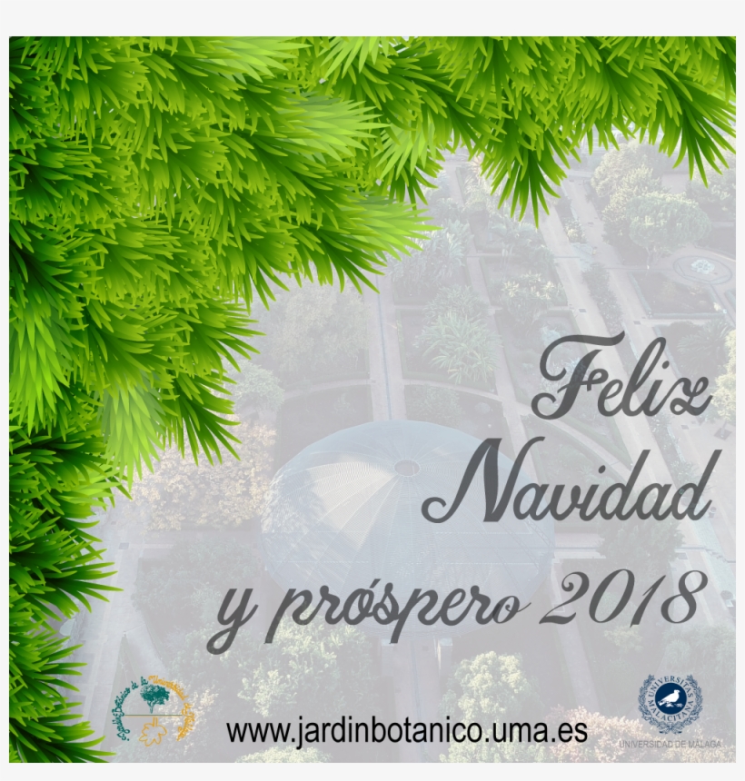 Felicitation Botanico Navidad 2017 - Christmas Day, transparent png #1595380