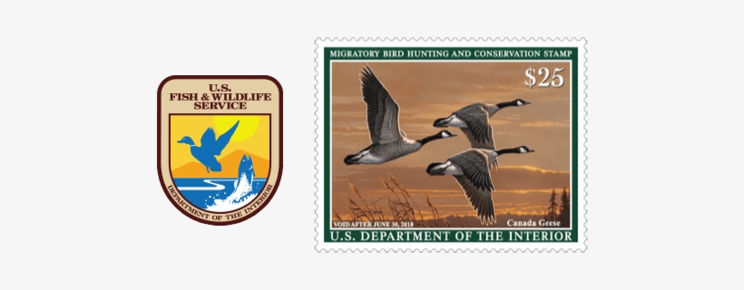 2017 Federal Duck Stamp Showing - Federal Duck Stamp, transparent png #1598083