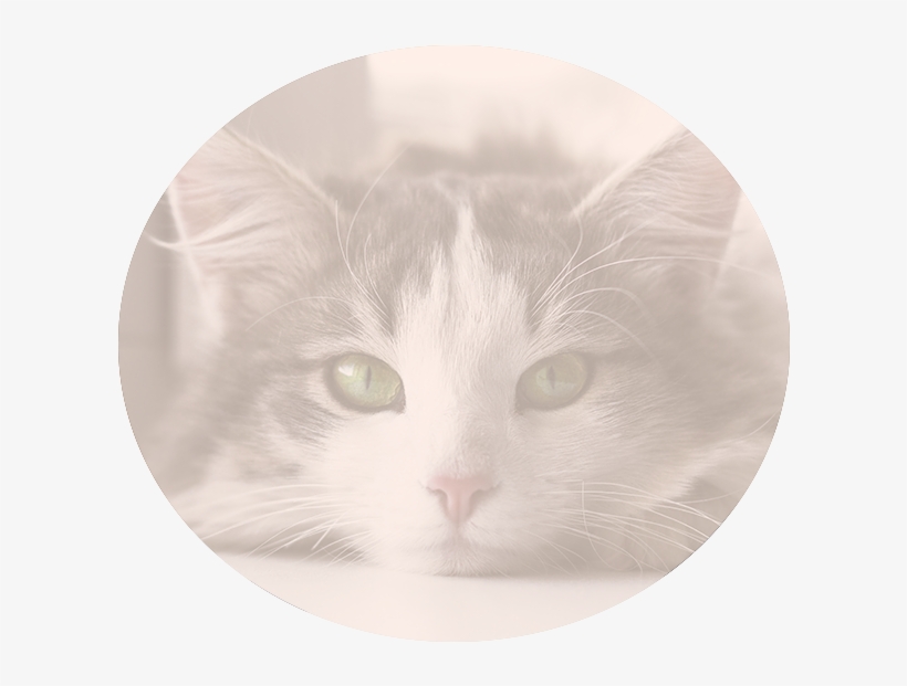 Nutritional Counseling - Domestic Short-haired Cat, transparent png #1598543