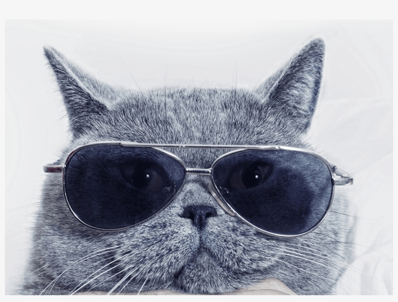 Cat-glasses - Book Of Blah By Pamela Aye Simon 9781631223242 (paperback), transparent png #1598593